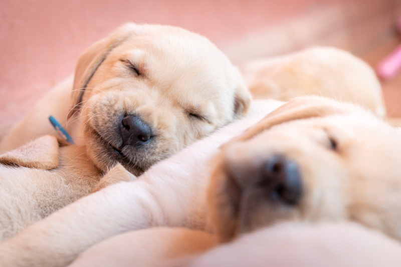 cuccioli che dormono uno sopra all'altro