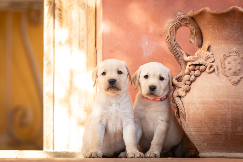 cuccioli labrador fotografi insieme vicino ad un vaso in terracotta