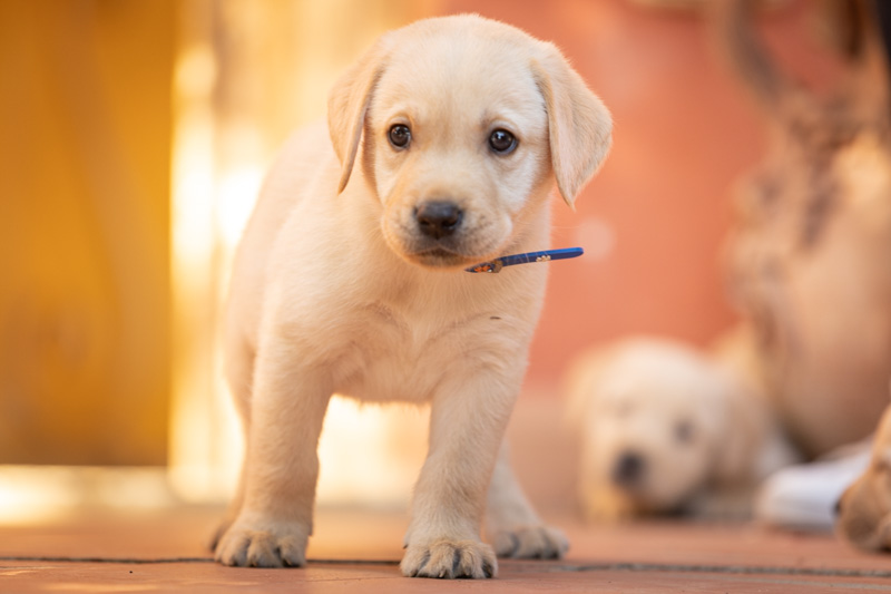 fotografia di labrador cucciolo con i fratellini che dormono sullo sfondo