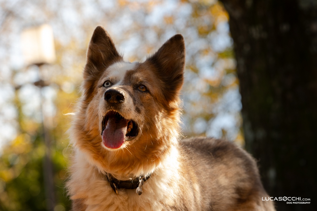 cane che osserva il gioco fermo a bocca aperta