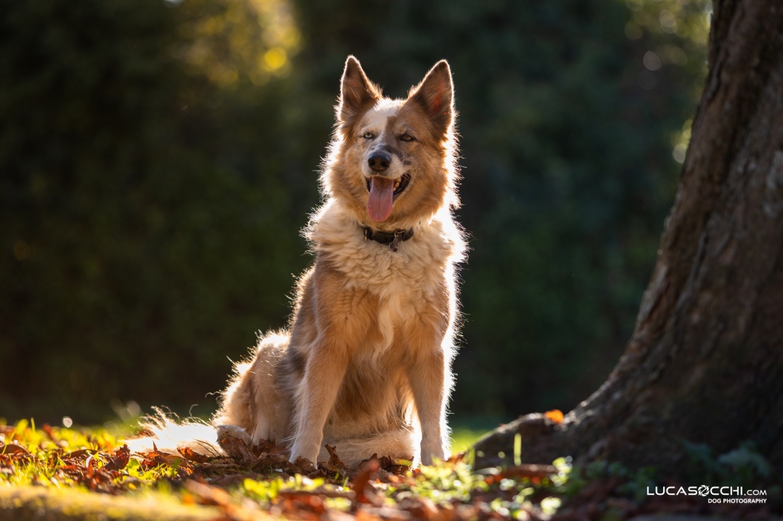 cane adulto seduto sotto ad un albero controluce