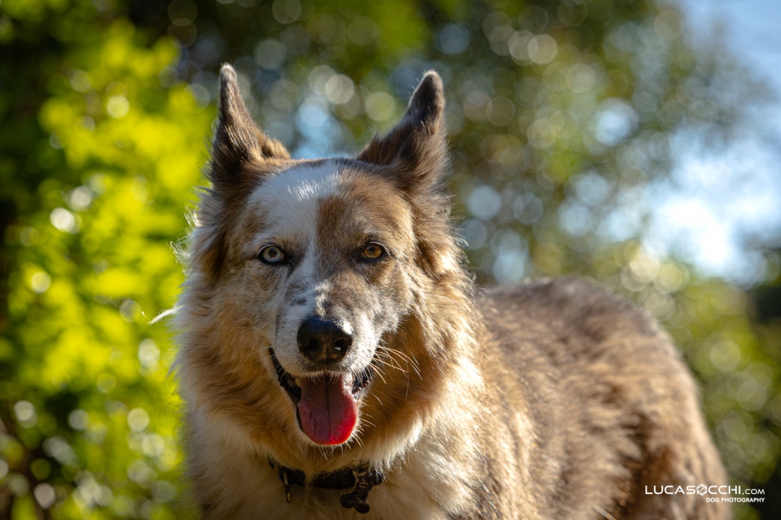 Primo piano del muso del cane con occhi di colore diverso