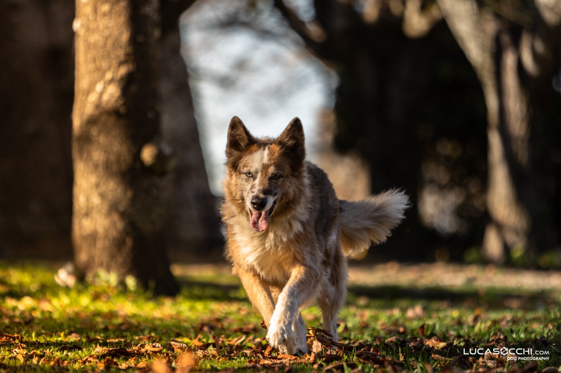 Cane che corre nel parco con alberi sullo sfondo